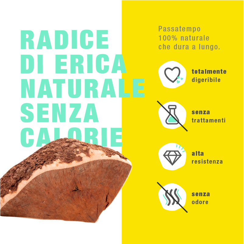 Radice di Erica Masticabile - immagine 2
