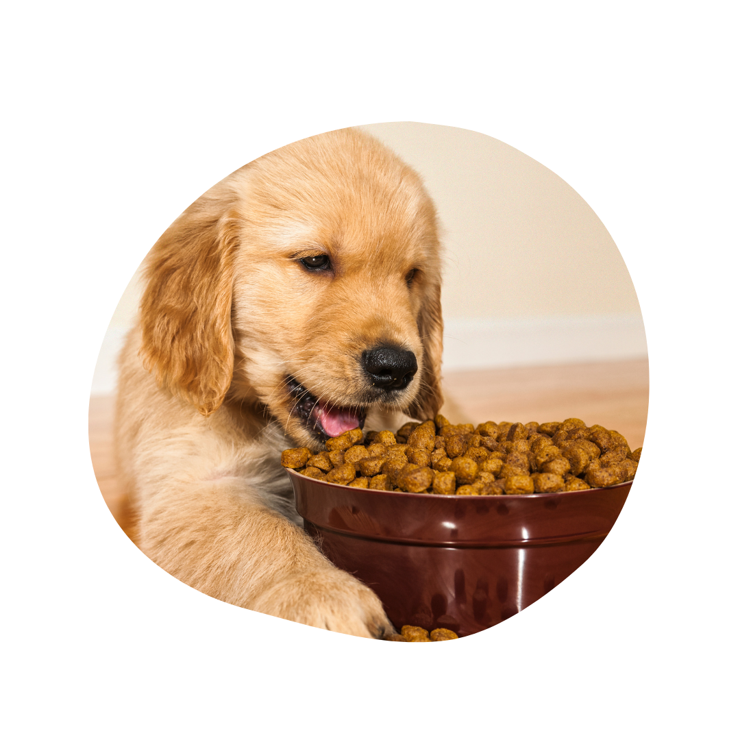 Cucciolo mangia crocchette cane