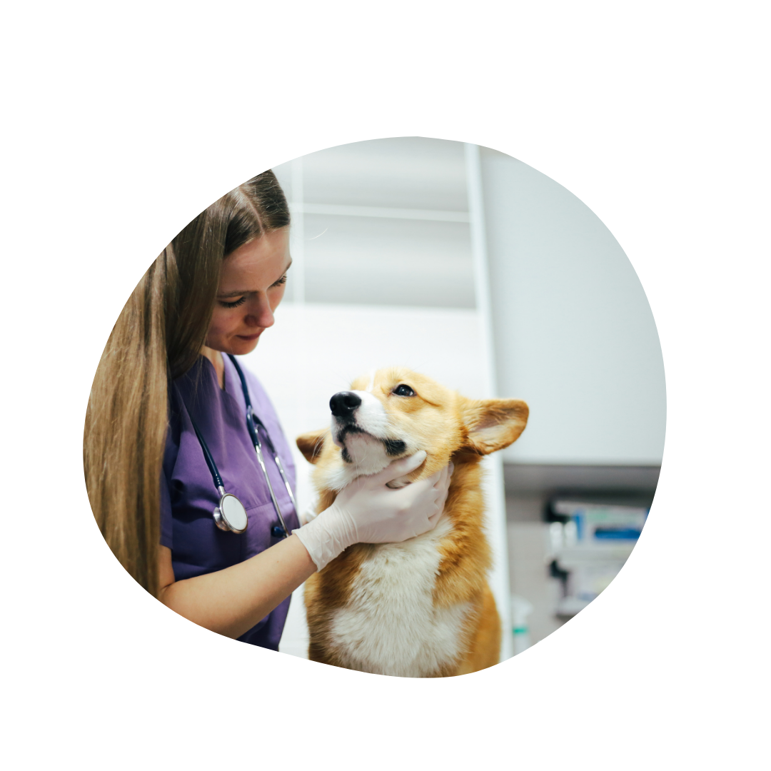 Cane dal veterinario