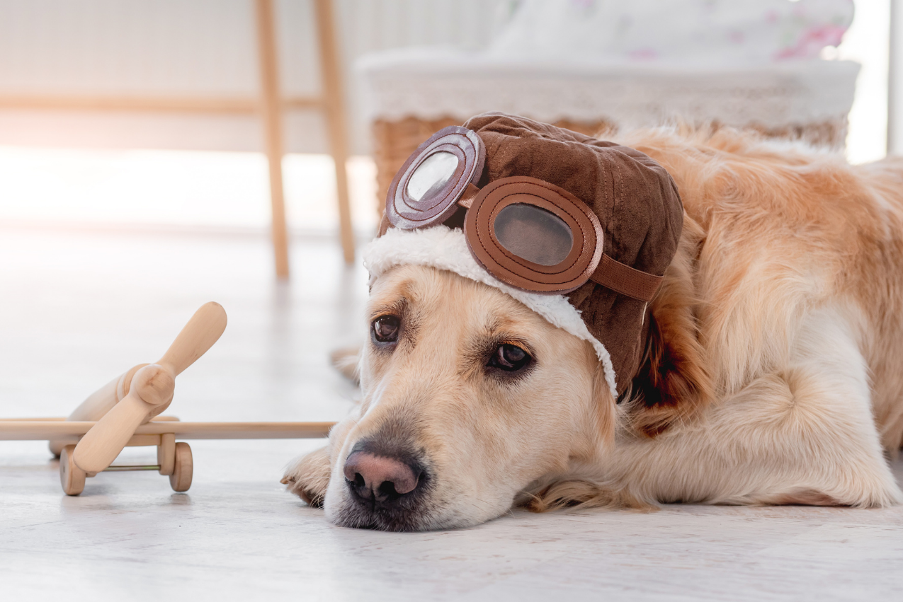 Il CEO di Ryanair dice no ai cani a bordo