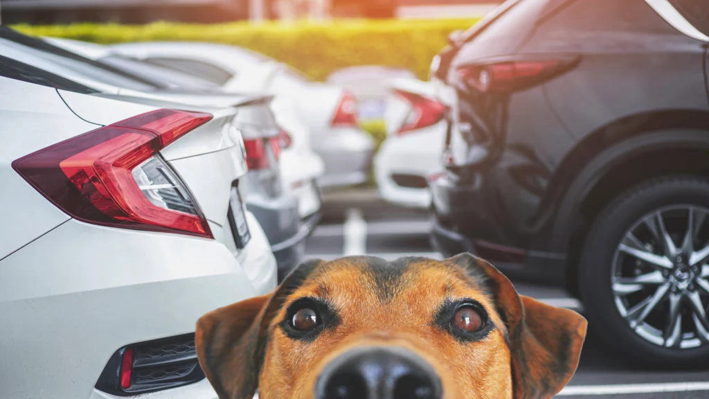Non può volare col cane, lo abbandona nel parcheggio